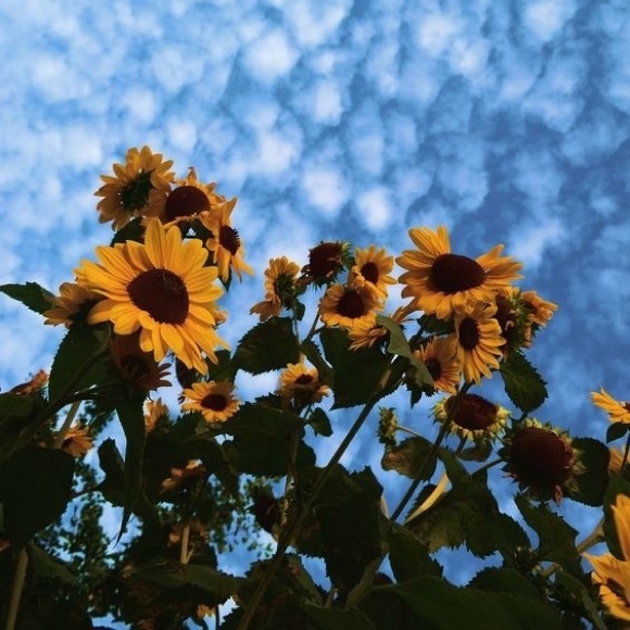 Meet your Posher, Ianah - Picture 1 of 1